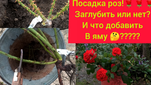 Download Video: 💥Как посадить розу🤔🌹?? Чтоб она не пропала в суровую зиму 🥶😲😱🤯