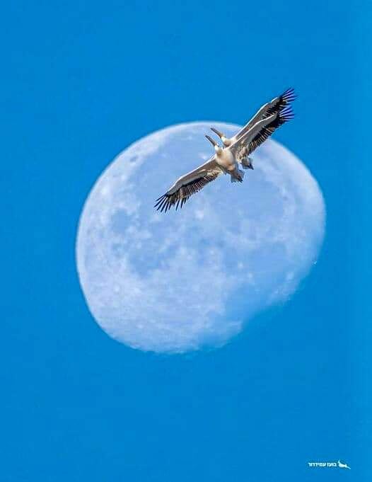 Пеликаны и луна. Парк Эмек аМаянот. Фото из группы "Позитивный Израиль"