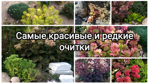 Самые красивые и редкие очитки!