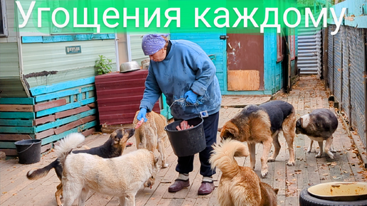 Косточка каждому, Лиса и цепной вольер