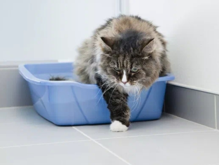 Хитрый способ быстро приучить к лотку уличную кошку