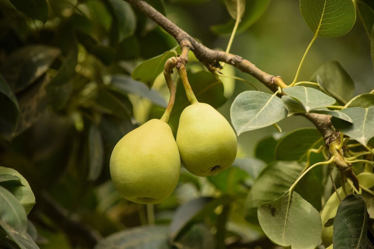    Груши любят и взрослые, и дети Copyright (c) 2024 MarBom/Shutterstock. No use without permission.