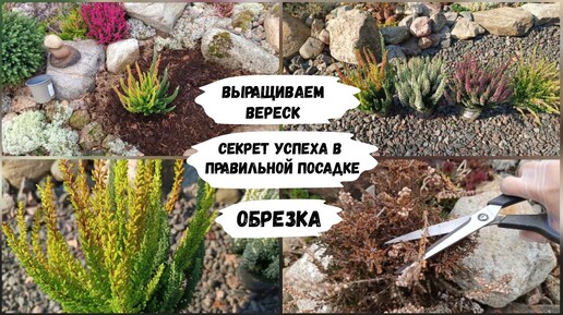 Выращиваем вереск. Обрезка.