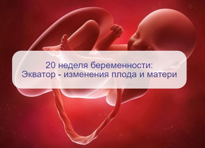 Середина беременности – 20 неделя: что происходит в организме матери и как развивается плод