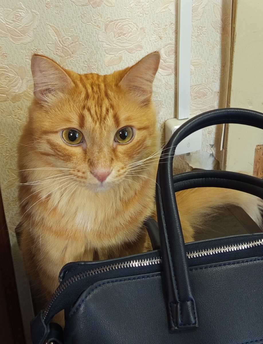 Наш новый член семьи