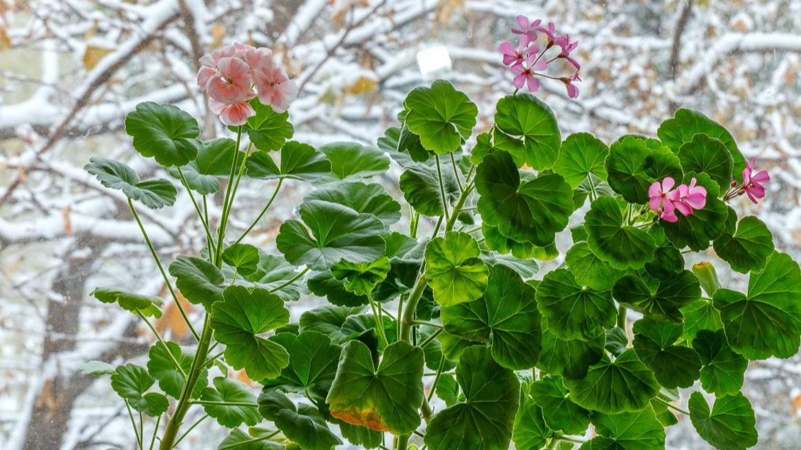 При правильном уходе герань может цвести даже зимой