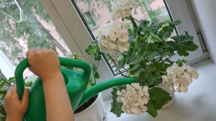 Для полива герани используйте лейку с узким носиком