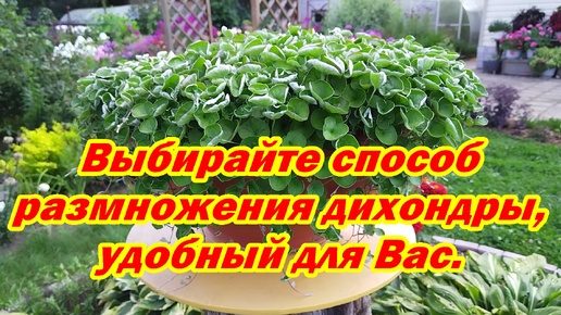 Download Video: Выбирайте способ размножения дихондры, удобный для Вас.