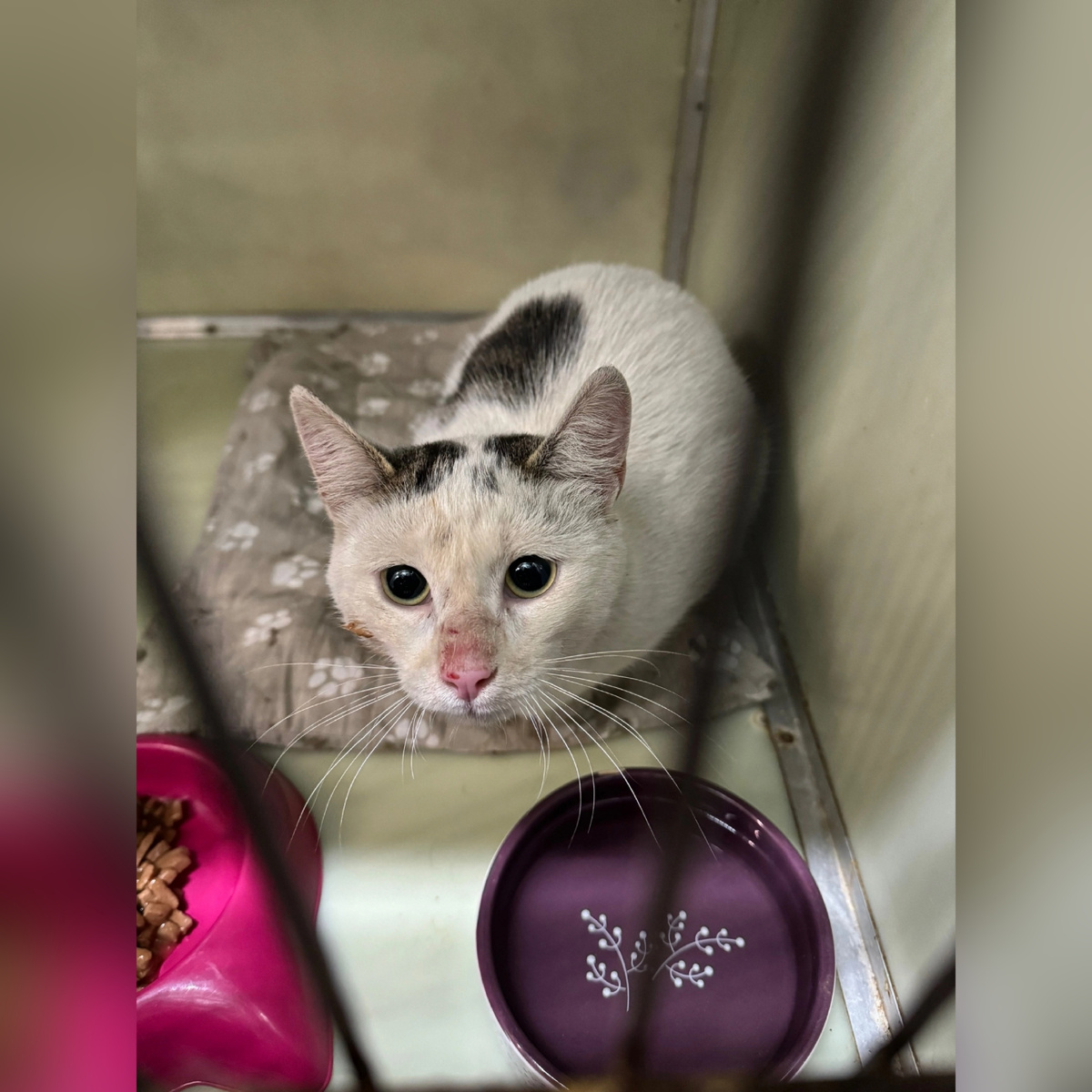 Листопад найден на улице.