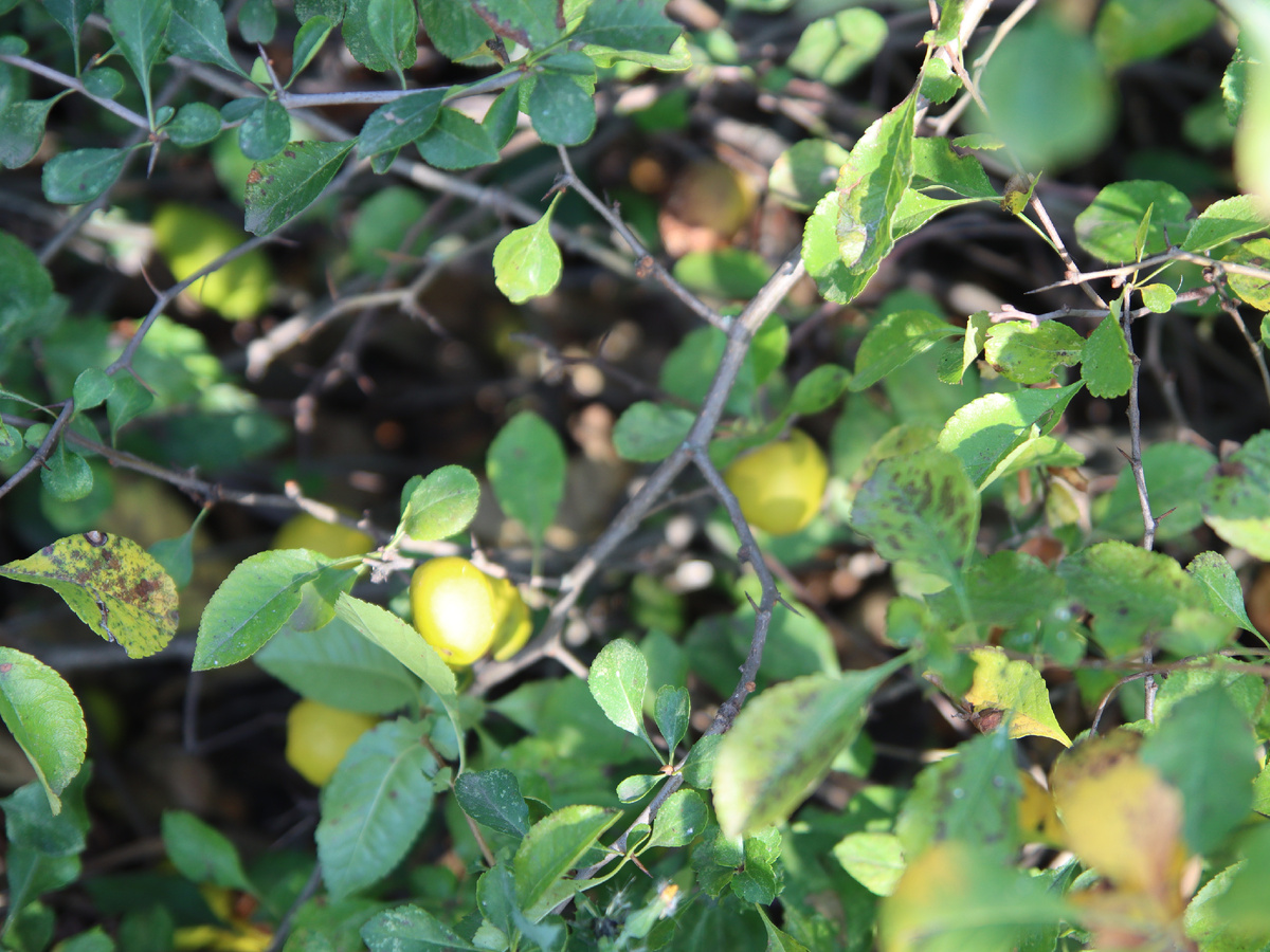 Хеномелес (айва японская). Фото: cand-orel.livejournal.com