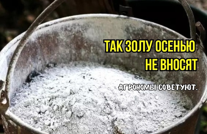 Так золу осенью не вносят: 3 ошибки перечеркивают ценность. И на каких почвах и когда ее вносят весной: тонкости от агрономов