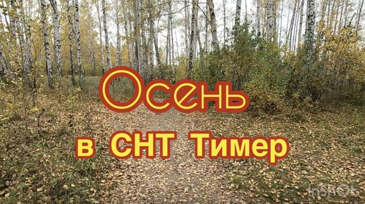 СНТ Тимер осенью