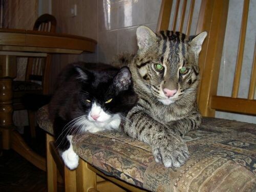 фото из свободного доступа в сети