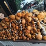    В каких лесах искать подосиновики Зоя Лебедева