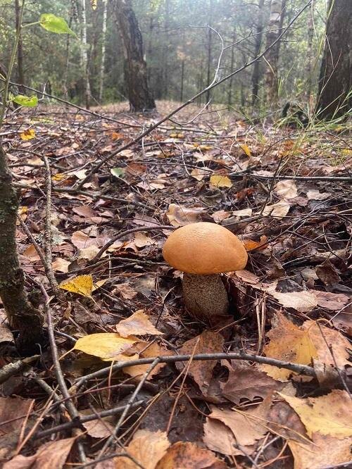 Сбор таких красавцев приводит в восторг грибника Зоя Лебедева  📷
