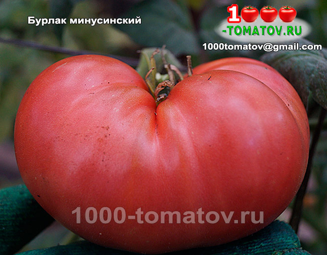 Томат Бурлак минусинский ФОТО 1