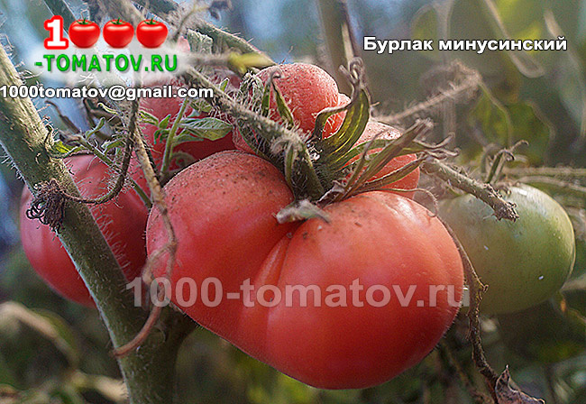 Томат Бурлак минусинский ФОТО 2
