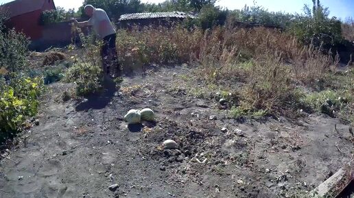 Download Video: ЖИВЕМ В ДЕРЕВНЕ!!УТРЕННИЙ ПОЛИВ!!ВЫЧИСТИЛ БАХЧУ!!СКОЛЬКО АРБУЗОВ НЕВЫРОСШИХ!!ВЕТЕР НЕМНОГО СТИХ!!