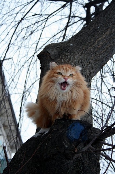 Картинка из интернета