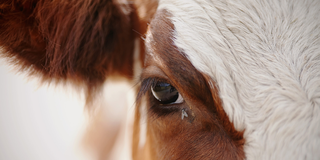 Мир глазами коровы: правда, которая вас удивит.