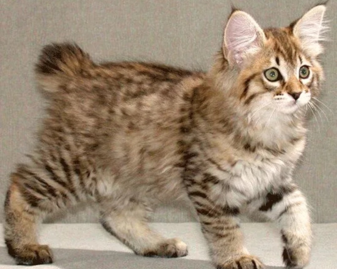 Кельтская кошка европейская короткошерстная. Мэнкс кошка. Порода мэнкс. Европейская короткошерстная табби. Коты без породы как называется.
