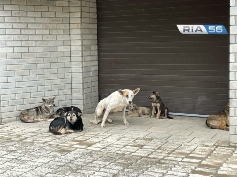    Мэрия Оренбурга снова ищет подрядчика по отлову бродячих собак Белов Михаил Александрович