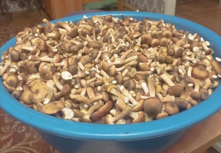    Фото - паблик «Грибы и грибные места» социальной сети ВКонтакте