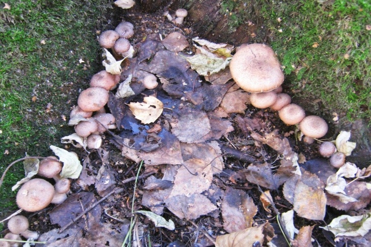 © Фото - паблик «Грибы и грибные места» ВКонтакте.📷
