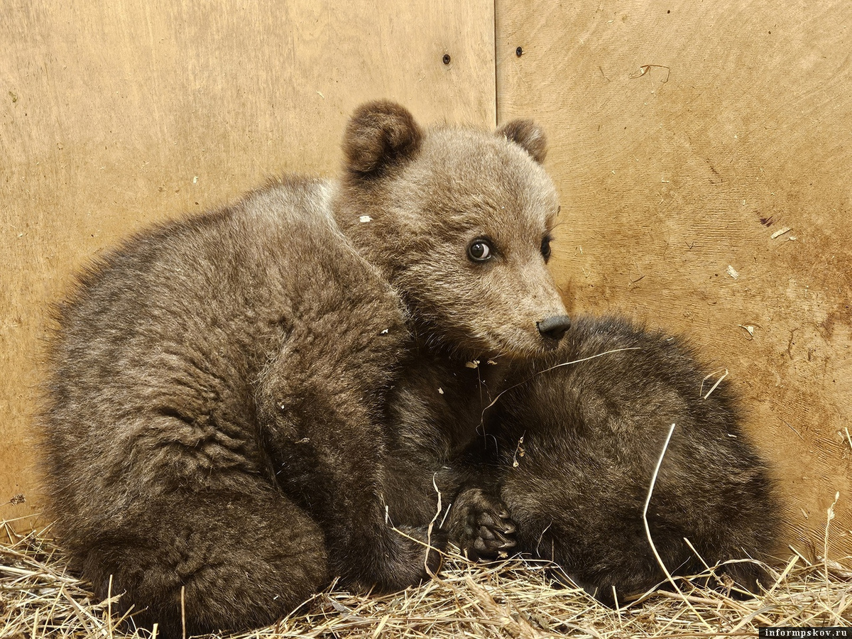 Пух и Пятачок после того, как только попали в Центр спасения медвежат. Фото здесь и далее: группа Центра спасения медвежат в соцсети «ВКонтакте»