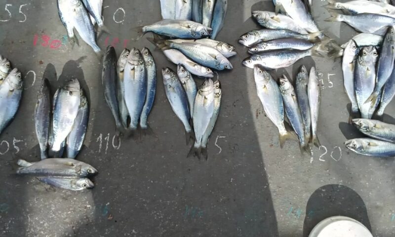    Фото пресс-службы Азово-Черноморского филиала ГНЦ РФ ФГБНУ «ВНИРО»