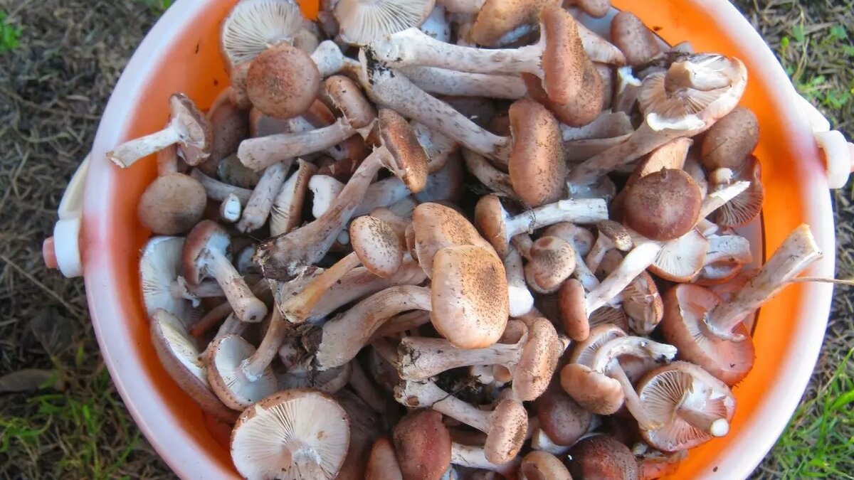     Автор: Надежда Лобанова Источник: vk.com/club182246047