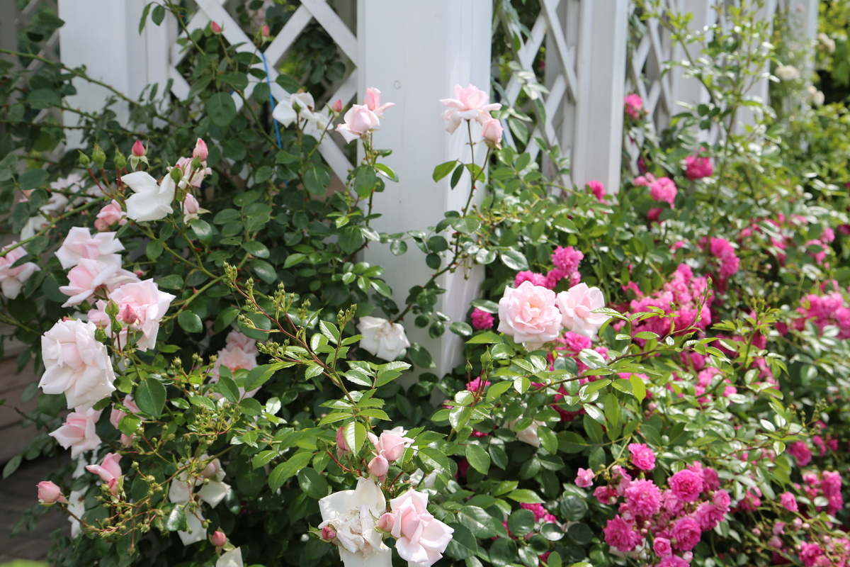    Удачное сочетание разных форм и размеров цветков