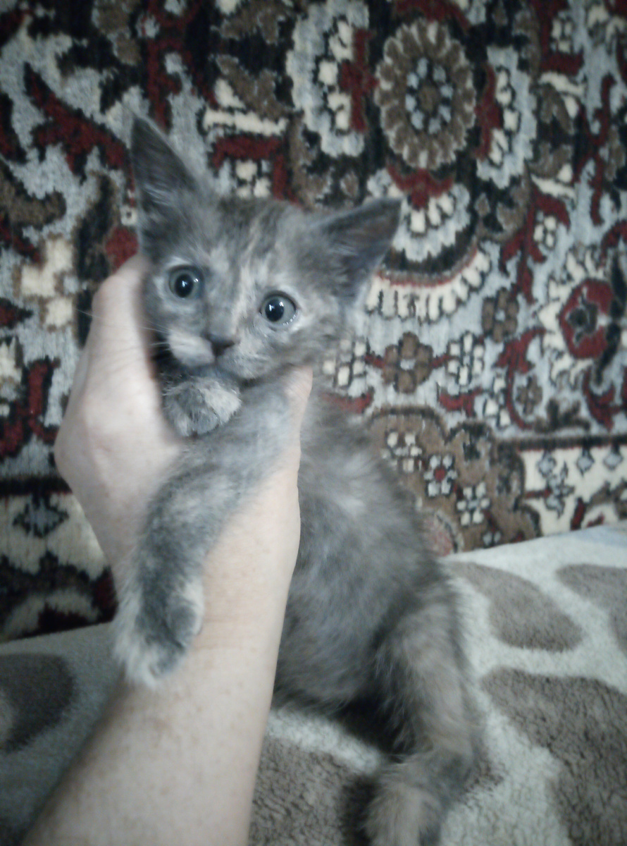 Вот эта звезда. Фото автора