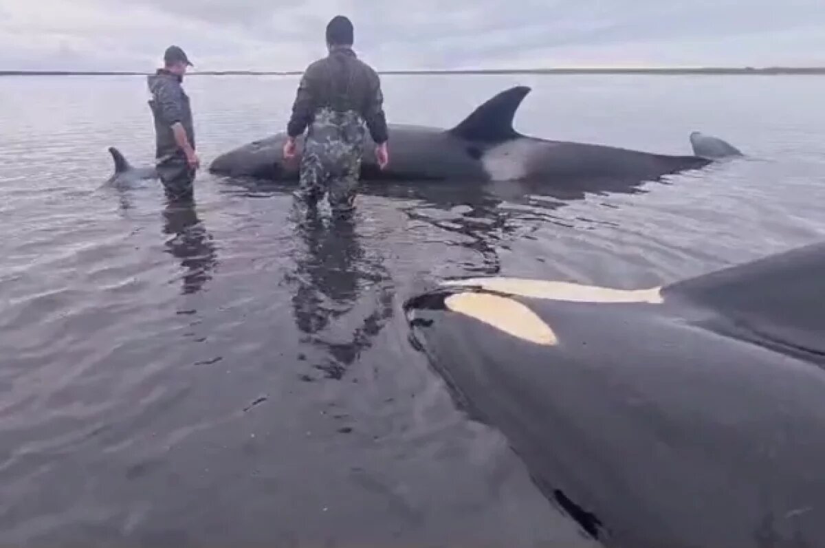   Спасенная семья косаток на Камчатке снова оказалась на мели