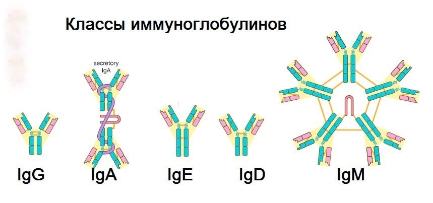 Рис. 1 - принципиальное строение основных классов иммуноглобулинов