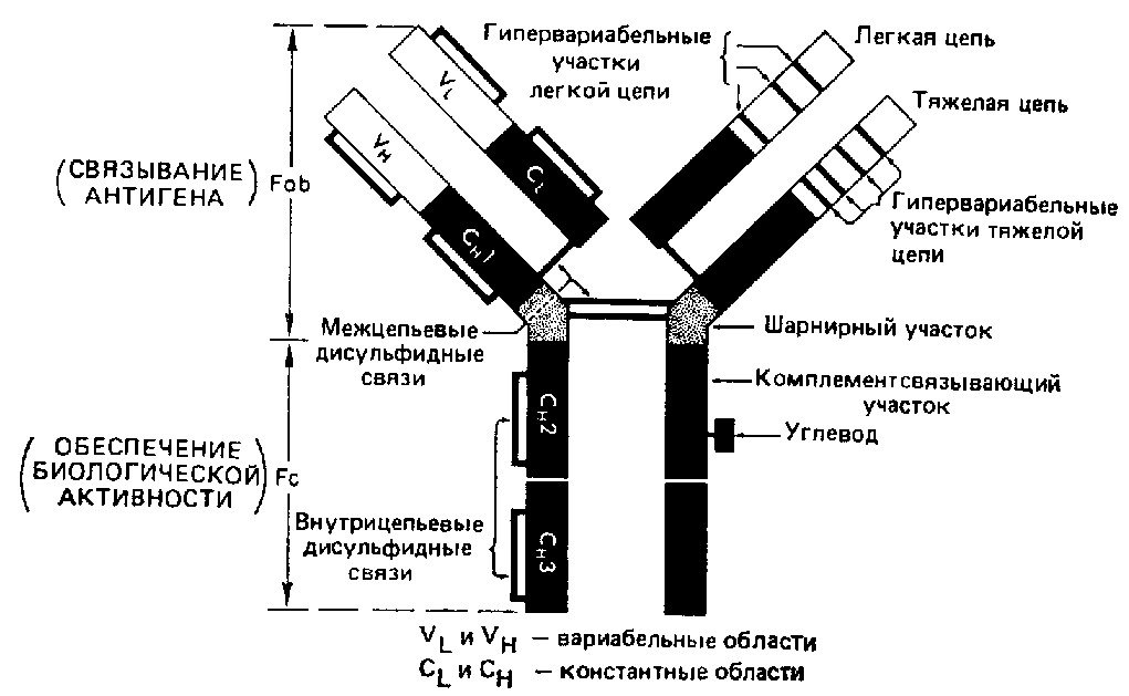Рис. 2 - строение молекулы иммуноглобулина на примере Ig G