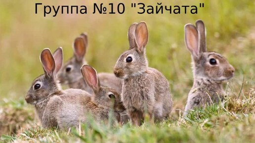 Презентация 10 группы 