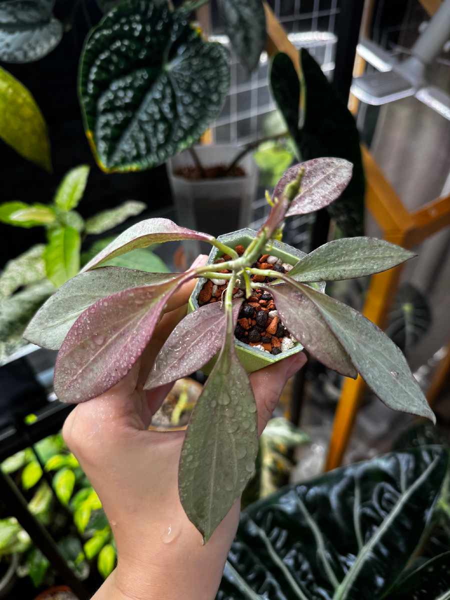 HOYA NICHOLSONIAE 'NEW GUINEA GHOST' 