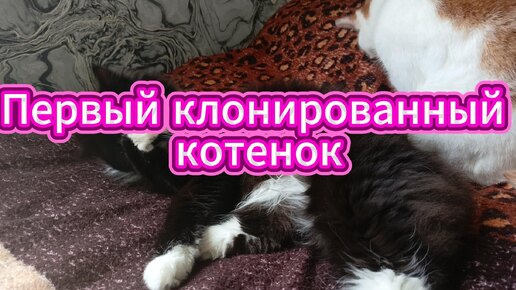 Download Video: Клонировать котенка за 50 000-легко