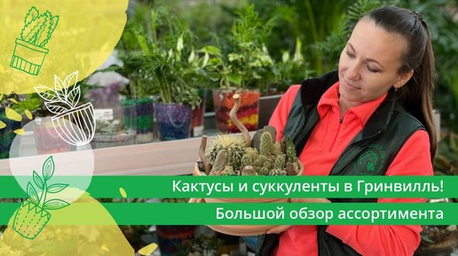 Кактусы и суккуленты в Гринвилль! Большой обзор ассортимента