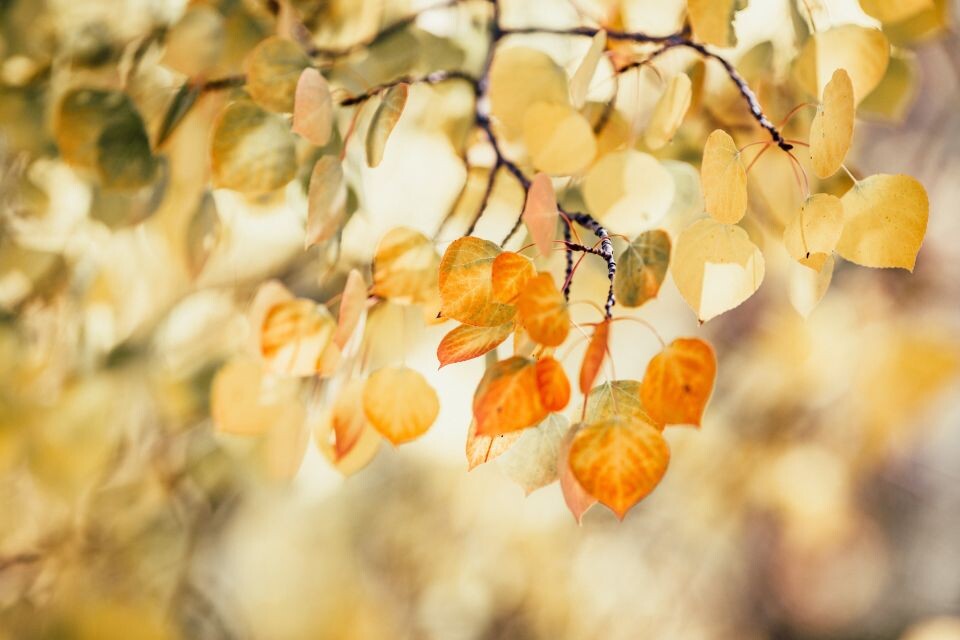    Тепло. Осень. Источник: unsplash.com