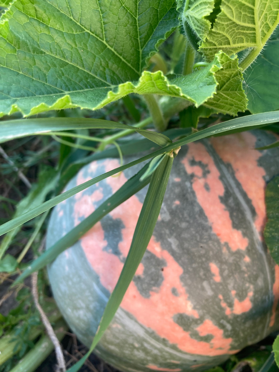 Мое, сорт как понимаете не знаю, все перепуталось