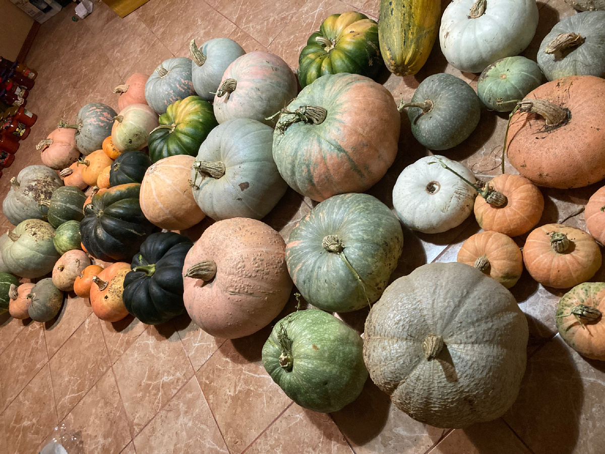 Тыковки моиии