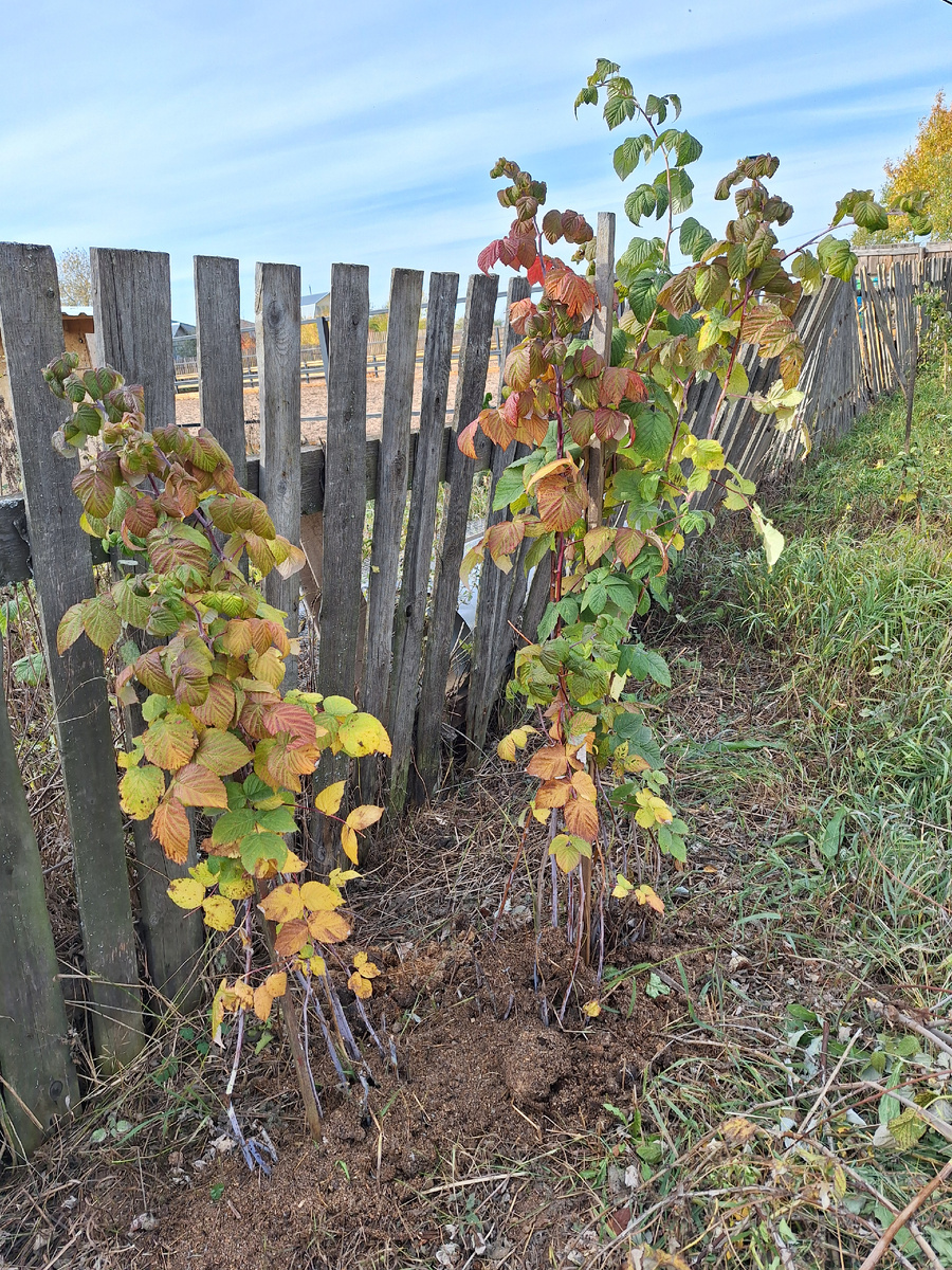 Ухоженные кусты, так самим приятно.
