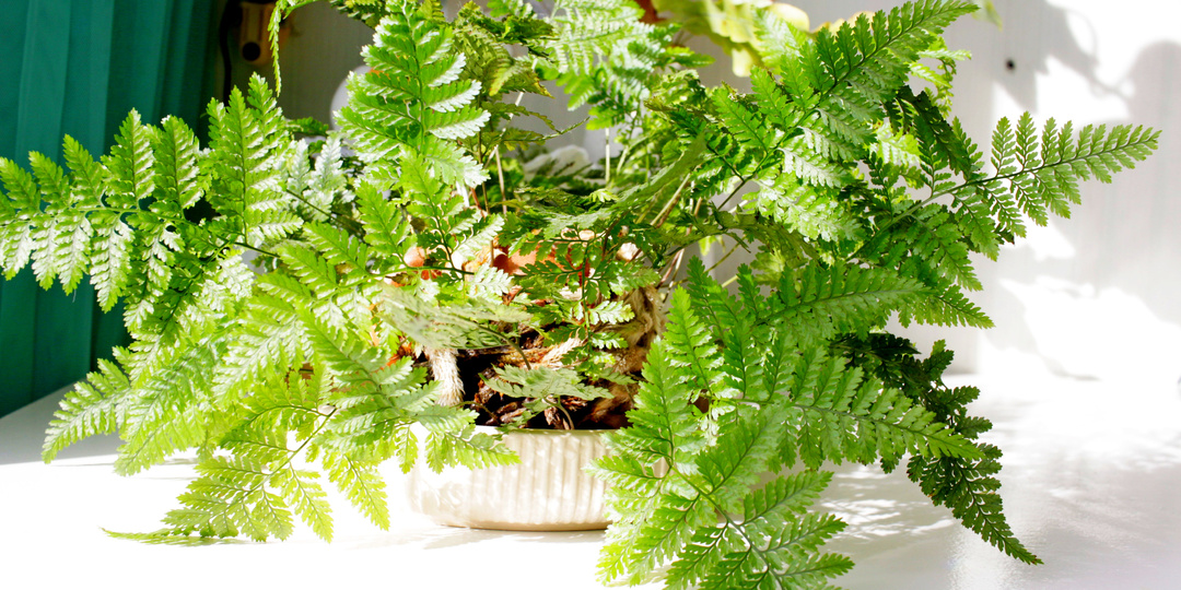 Папоротники без грунта. Полет в несколько лет на 5+
