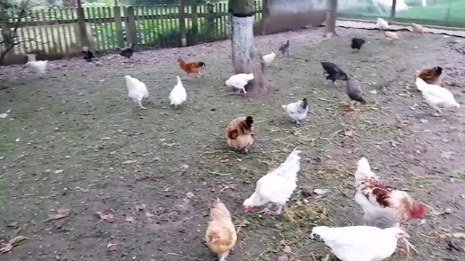 Восьмая попалась 🐀. Молодёжь веселится 🐔🐓