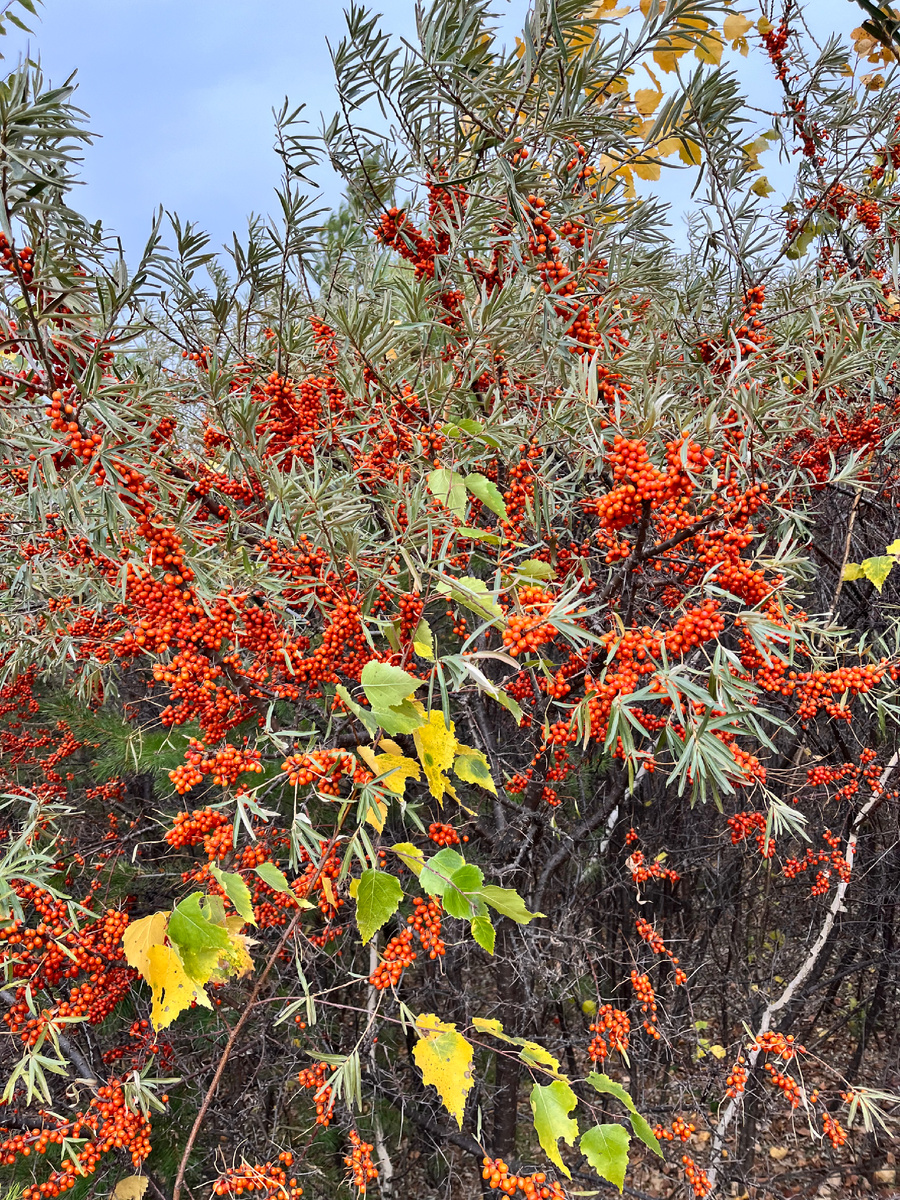 Яркая и кисленькая облепиха