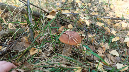 下载视频: В лес за грибами по осенним тропинкам 🍁🧺🍂Грибы после засухи🧺