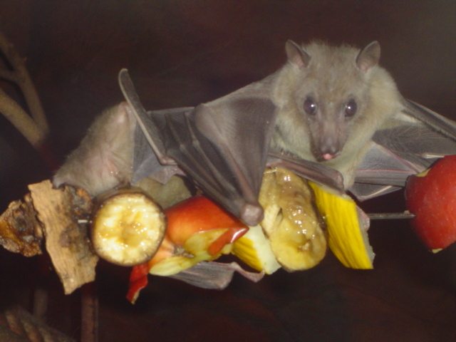 Египетская фруктовая летучая мышь. https://upload.wikimedia.org/wikipedia/commons/8/8f/Egyptian_fruit_bat.jpg  