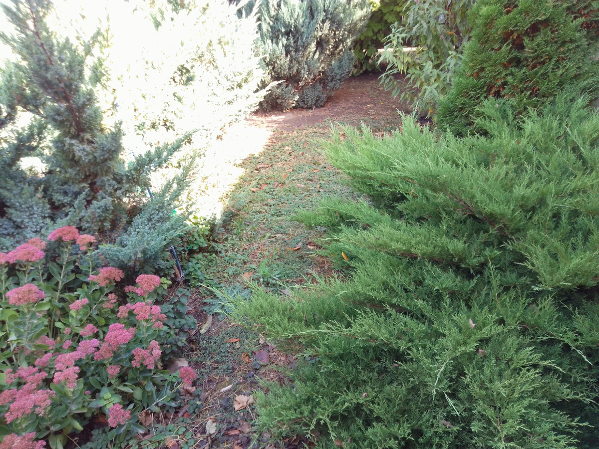 Казацкий можжевельник "пылает" под осенними солнечными лучами